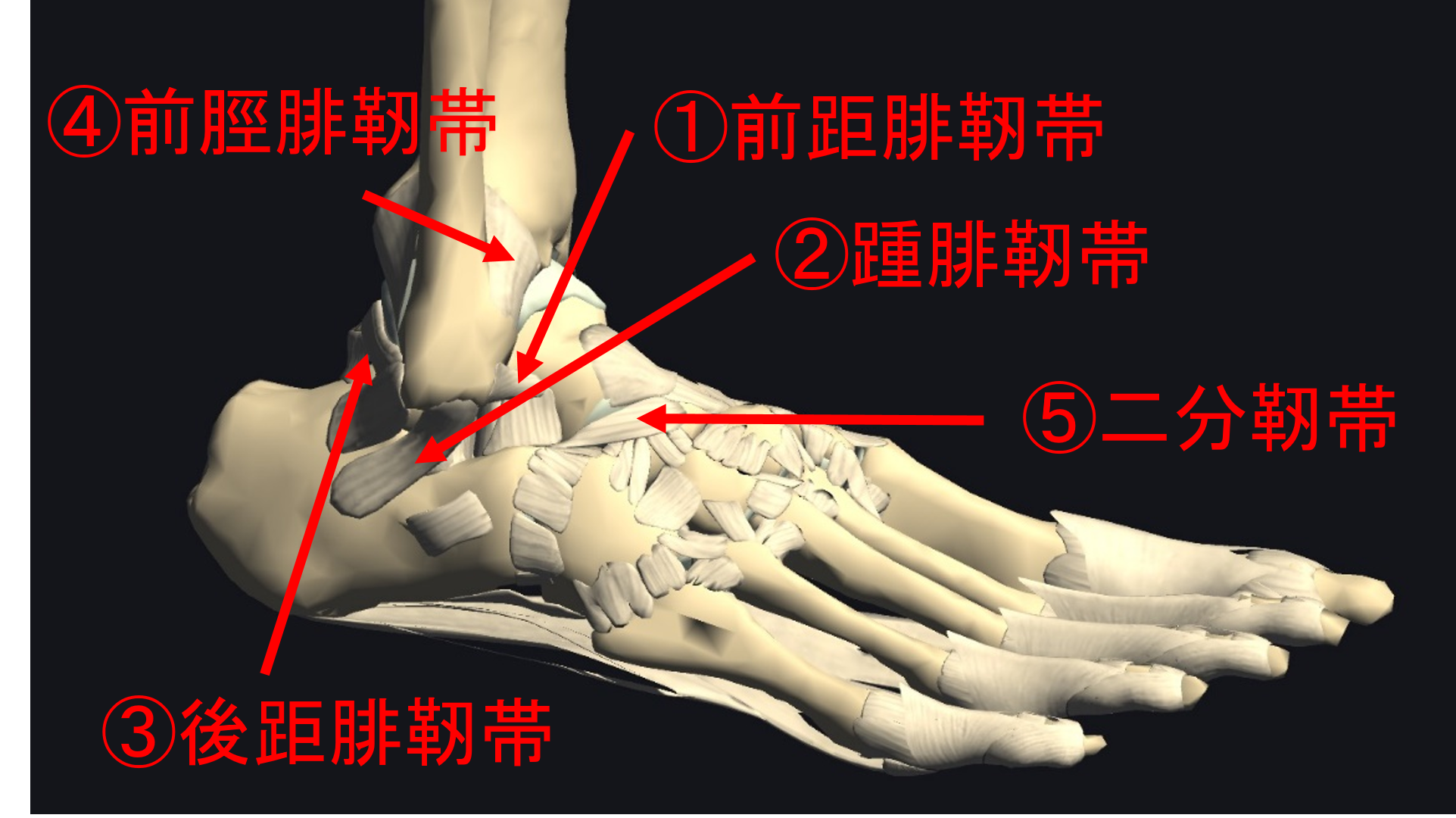 足首の靭帯