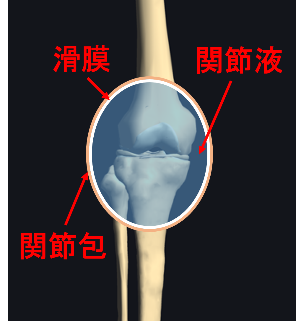 膝の関節包