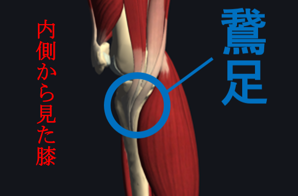 ランニング 膝 痛み 内側