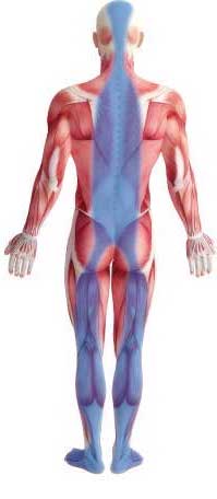 筋膜リリース注射　肩の筋膜